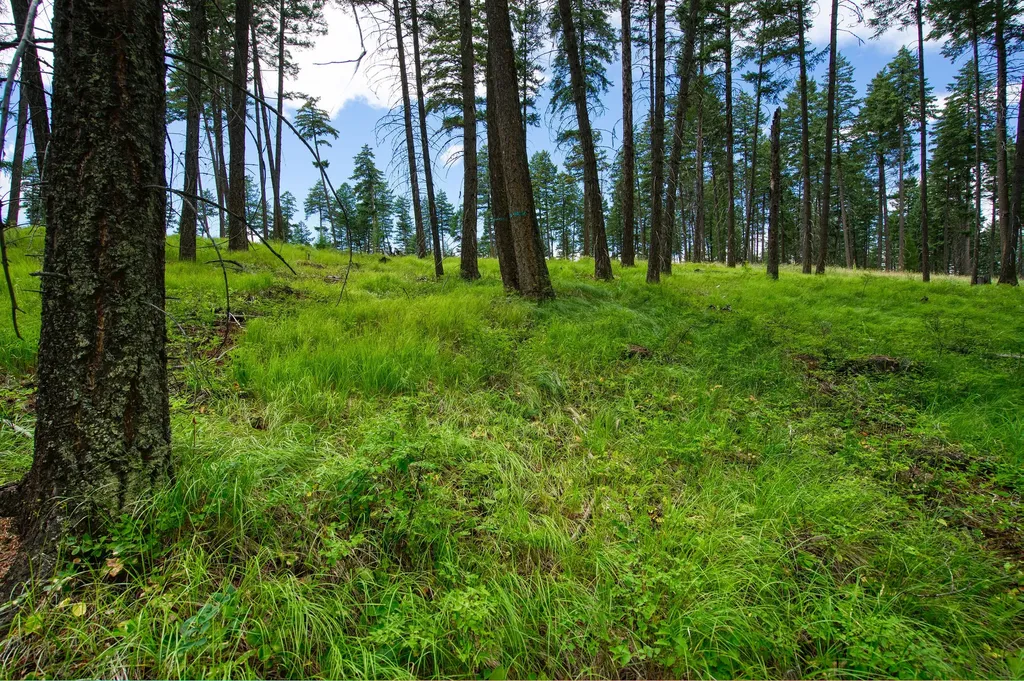 185 Rosewood Lane Whitefish MT 59937