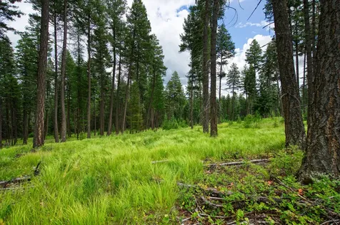 185 Rosewood Lane Whitefish MT 59937