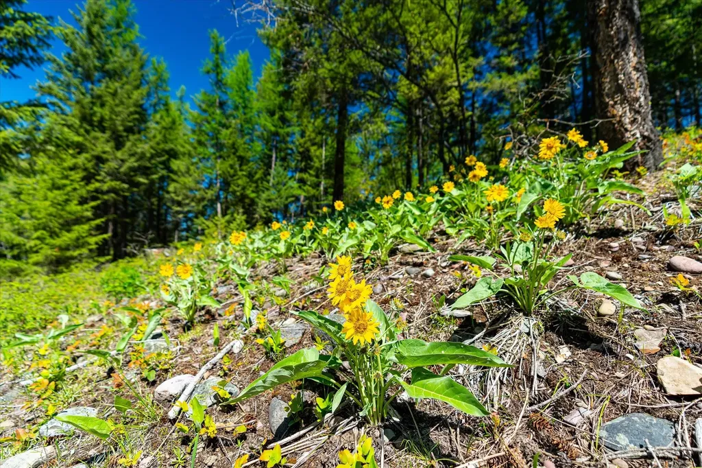 31 Wild Turkey Lane Kalispell MT 59901
