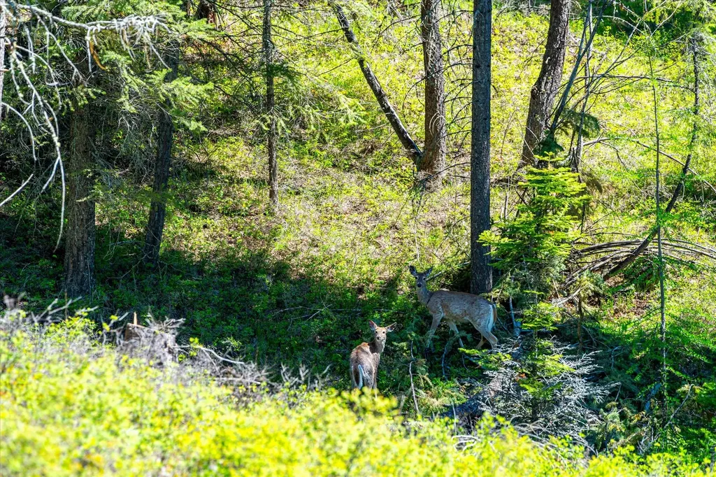 31 Wild Turkey Lane Kalispell MT 59901