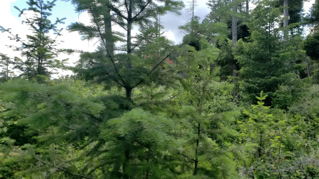 Lot 21 Arlee Pines Arlee MT 59821