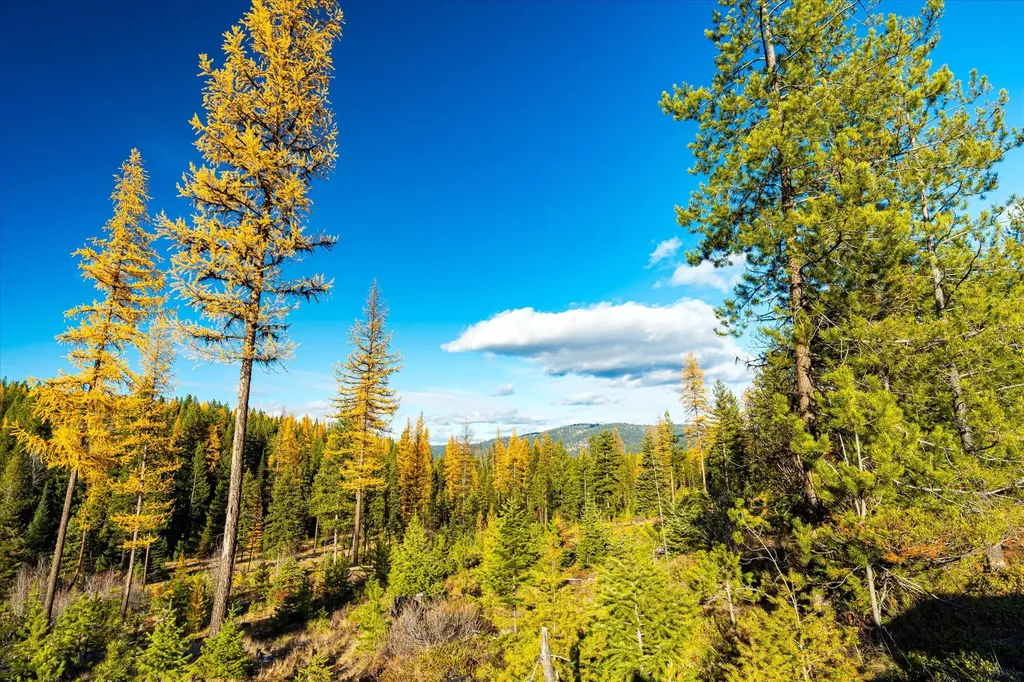 Nhn Mcginnis Meadows - Bayhorse Road Section 5 Libby MT 59923