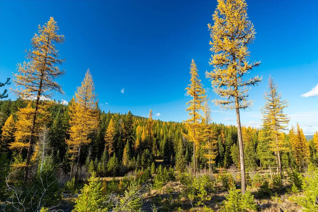 Nhn Mcginnis Meadows - Bayhorse Road Section 5 Libby MT 59923