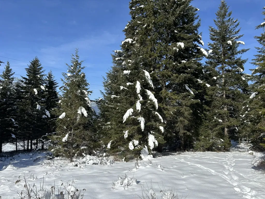 5 Red Fir Lane Noxon MT 59853