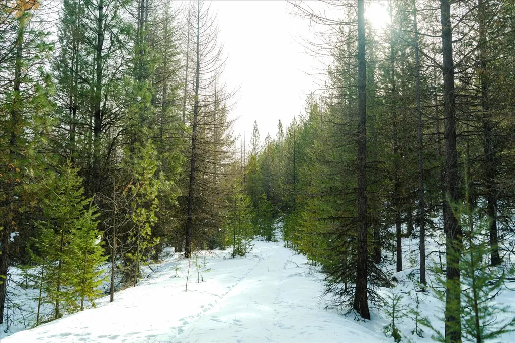 Nhn Whitney Lake Road Libby MT 59923