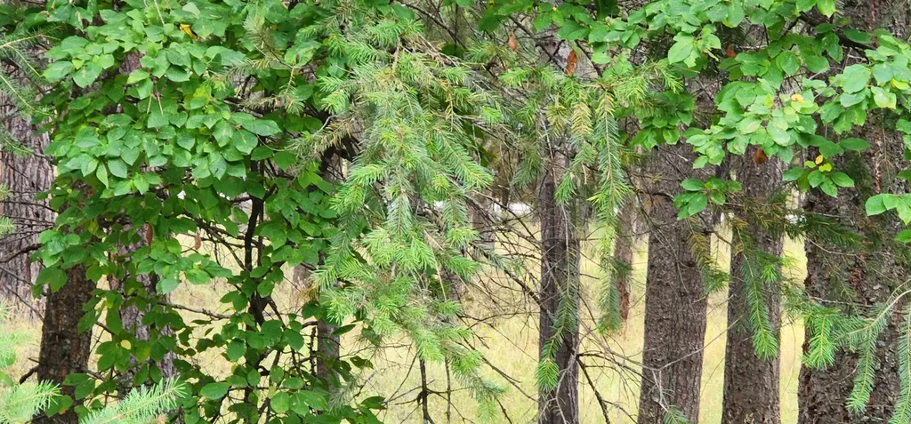 3100 Kootenai River Road Libby MT 59923