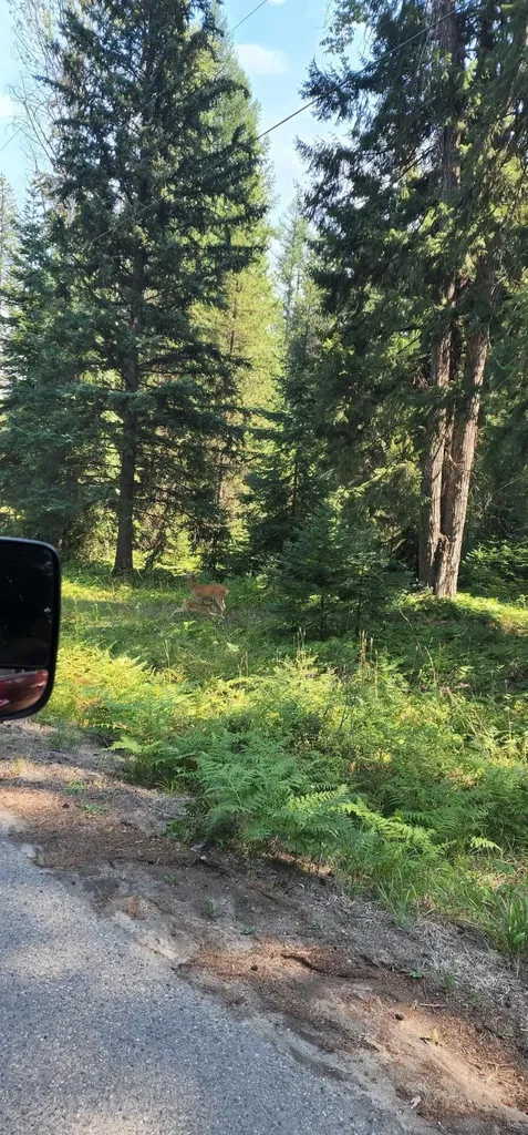 3100 Kootenai River Road Libby MT 59923