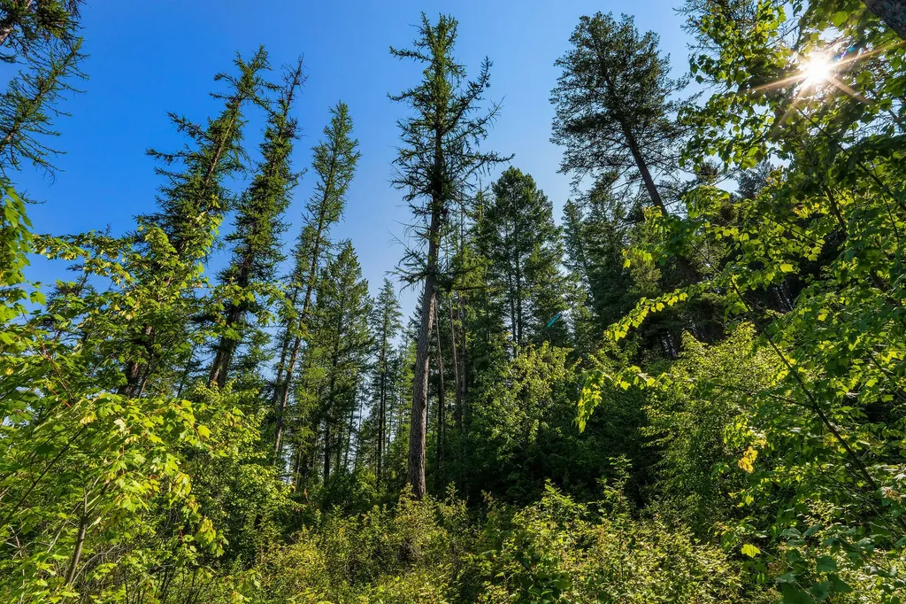631 Saddlehorn Trail Bigfork MT 59911