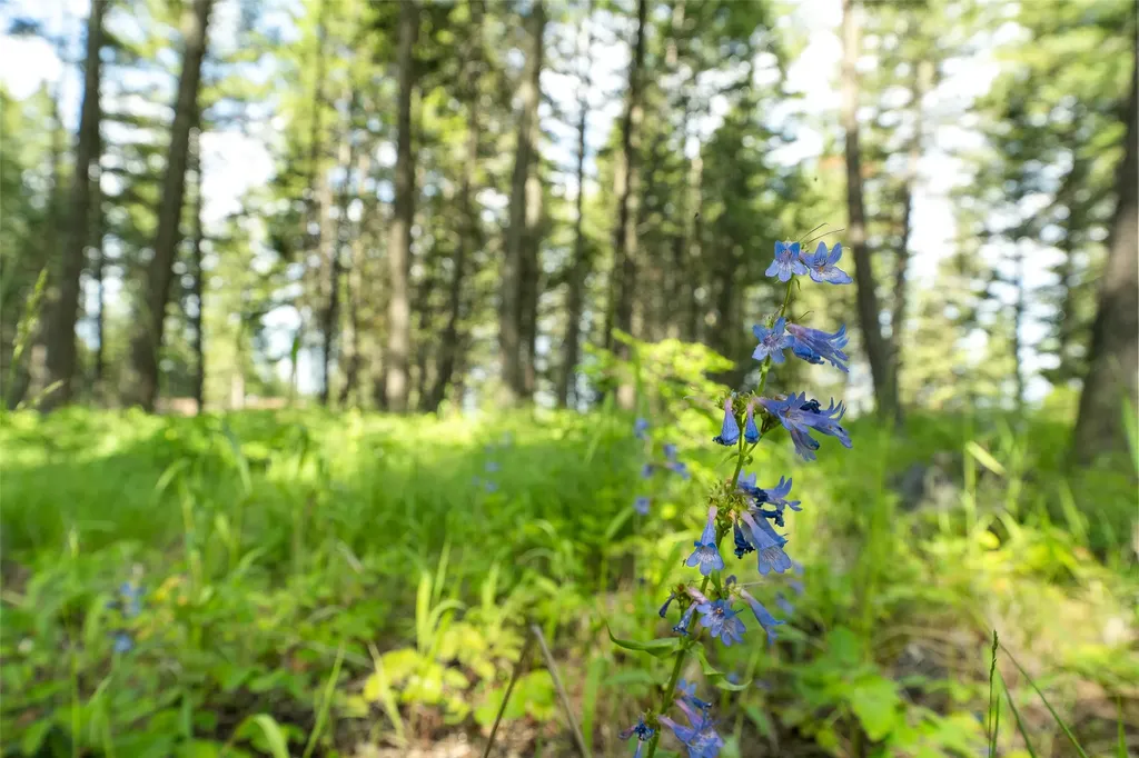 381 Chief Cliff Trail Bigfork MT 59911