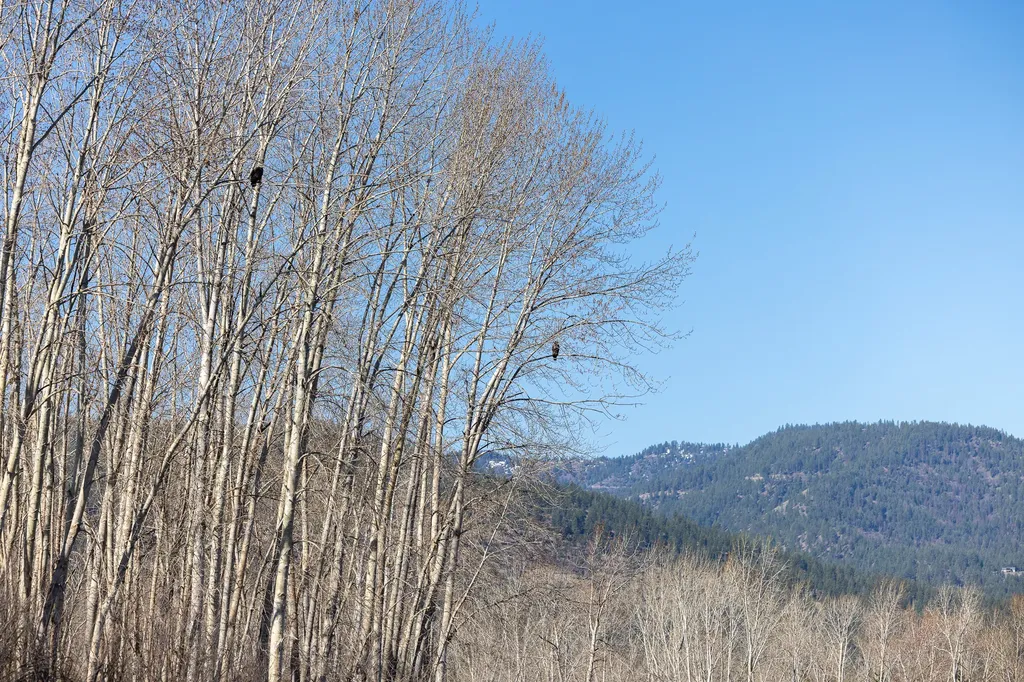 3690 Big Flat Road Missoula MT 59804