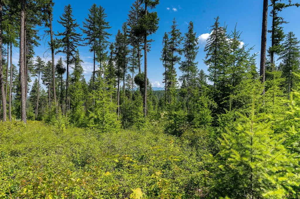 664 Saddlehorn Trail Bigfork MT 59911