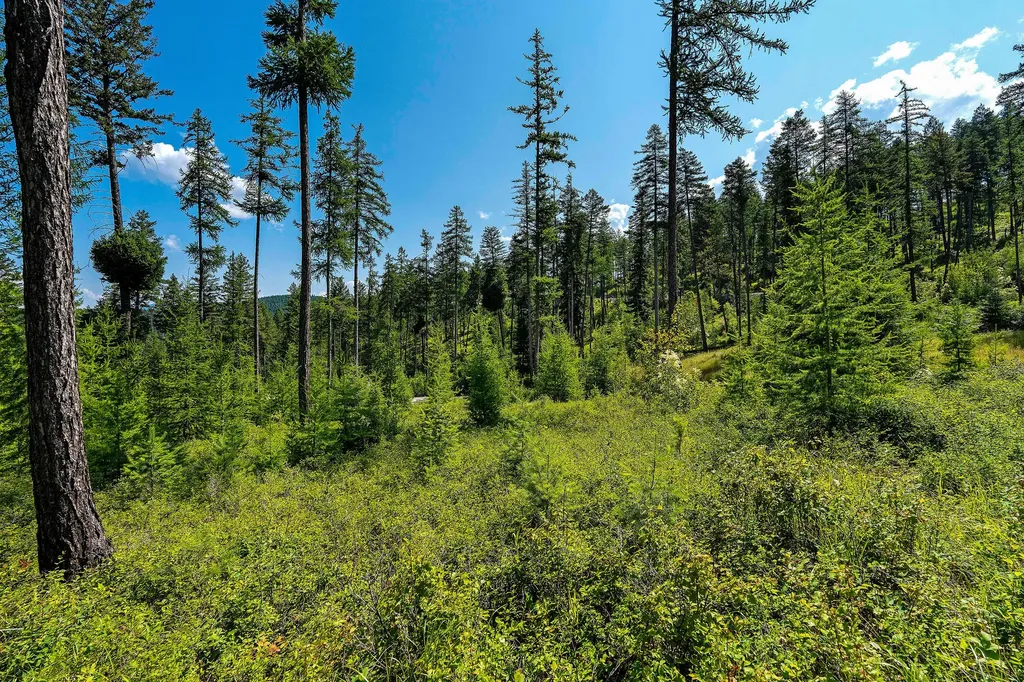 205 Trading Post Trail Bigfork MT 59911