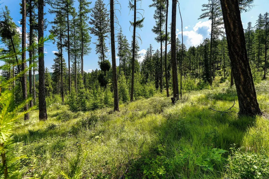 205 Trading Post Trail Bigfork MT 59911