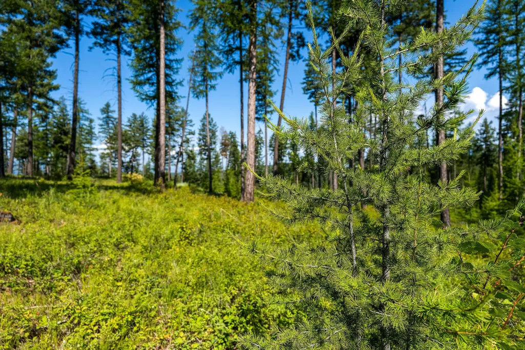 205 Trading Post Trail Bigfork MT 59911
