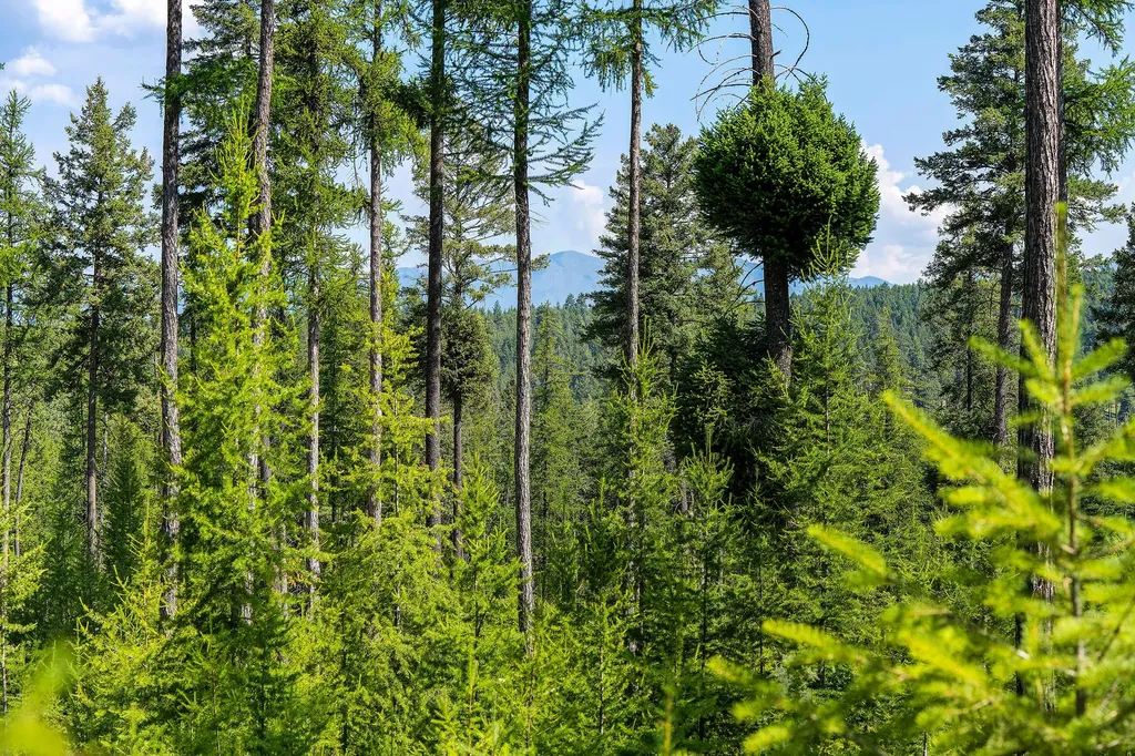 205 Trading Post Trail Bigfork MT 59911