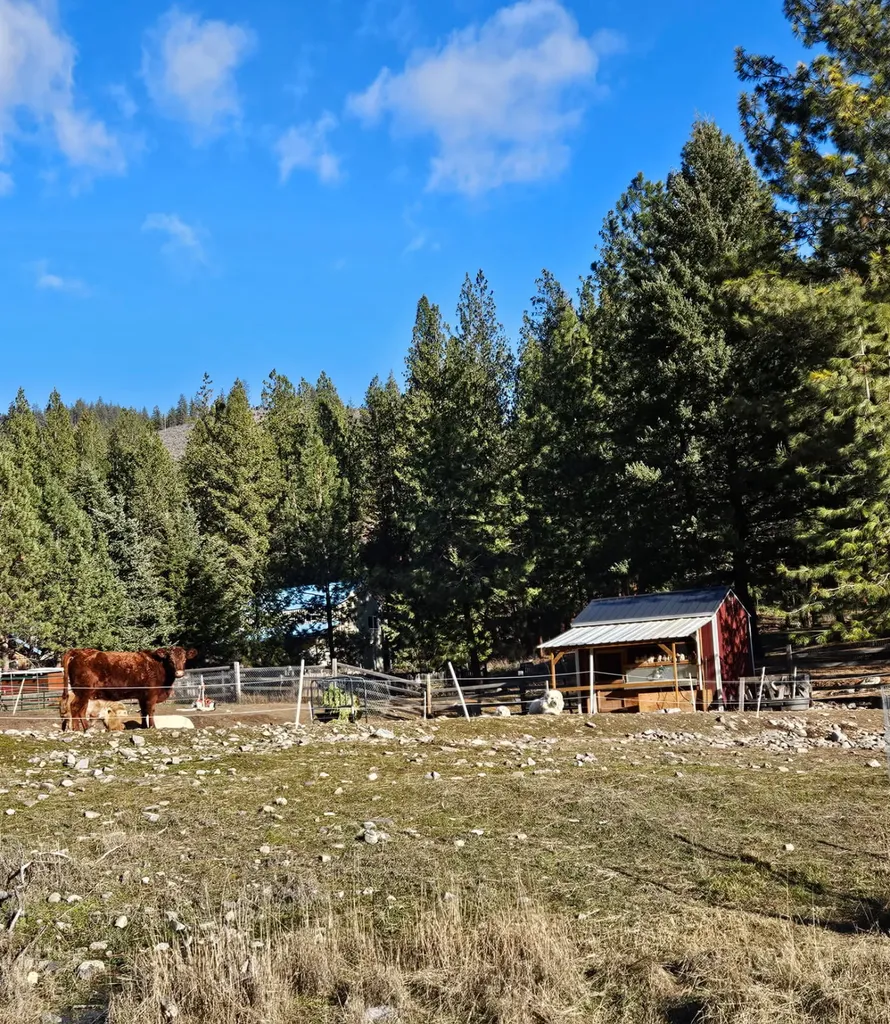 189 Buffalo Bill Road Plains MT 59859
