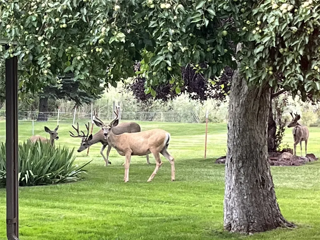 71 Seibold Lane Cascade MT 59421