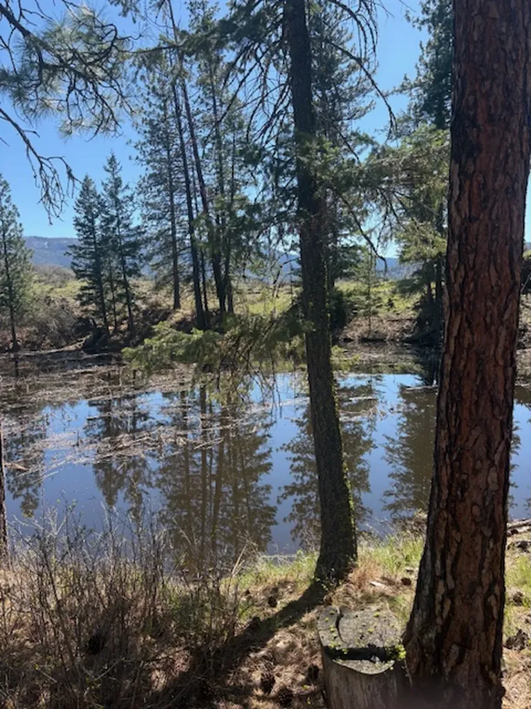 Nkn West Fork Combest Creek Road Plains MT 59859