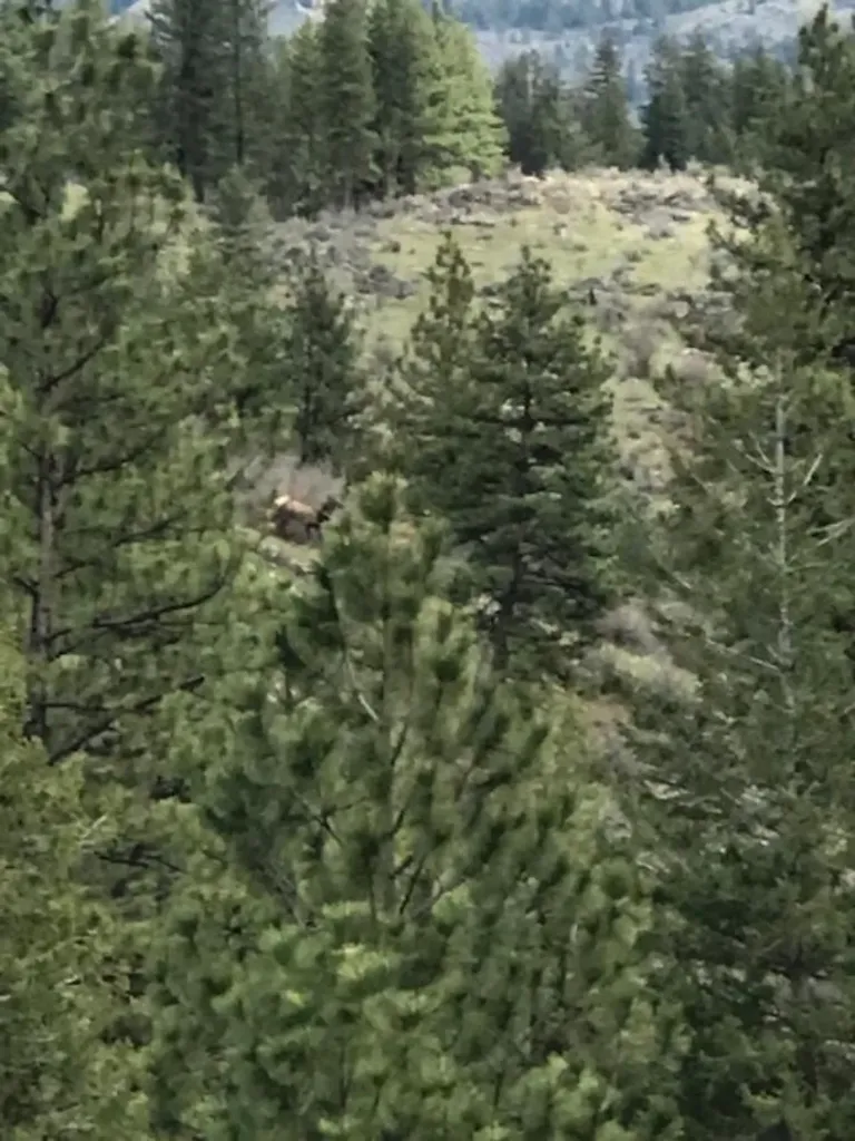 Nkn West Fork Combest Creek Road Plains MT 59859