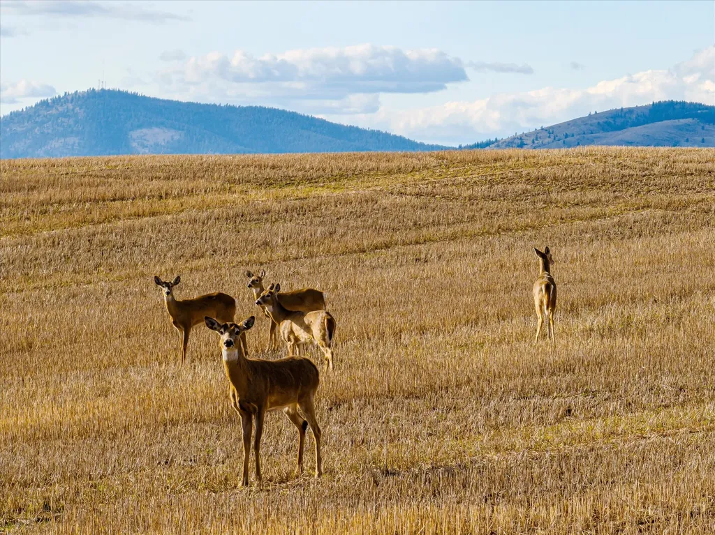 Tract 2 Mount Highway 35 Polson MT 59860