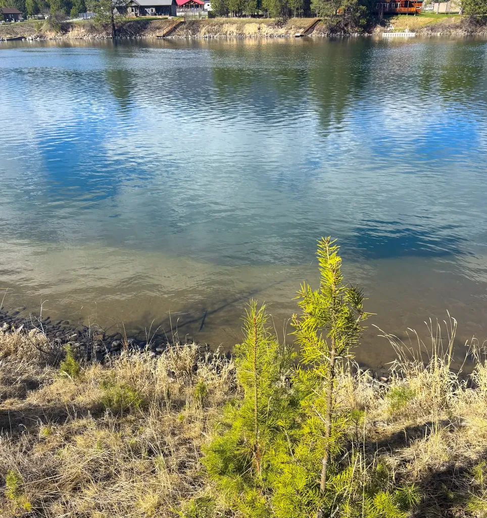 Nhn Whitham Drive Thompson Falls MT 59873