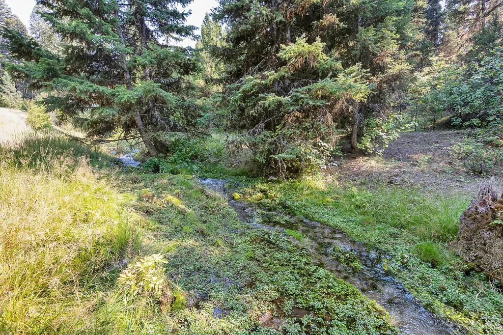 6300 Camas Creek Road Potomac MT 59823