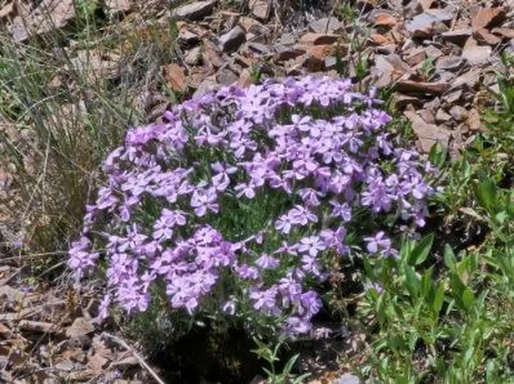 Lot 26 Westridge Road Helmville MT 59843