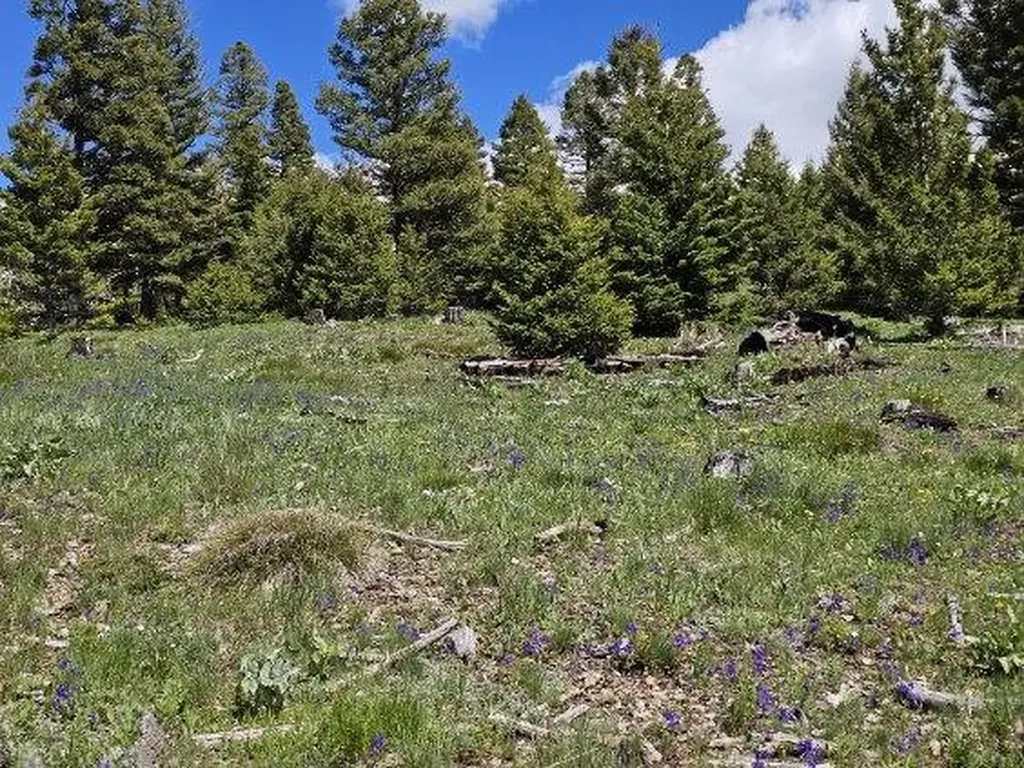 Lot 26 Westridge Road Helmville MT 59843