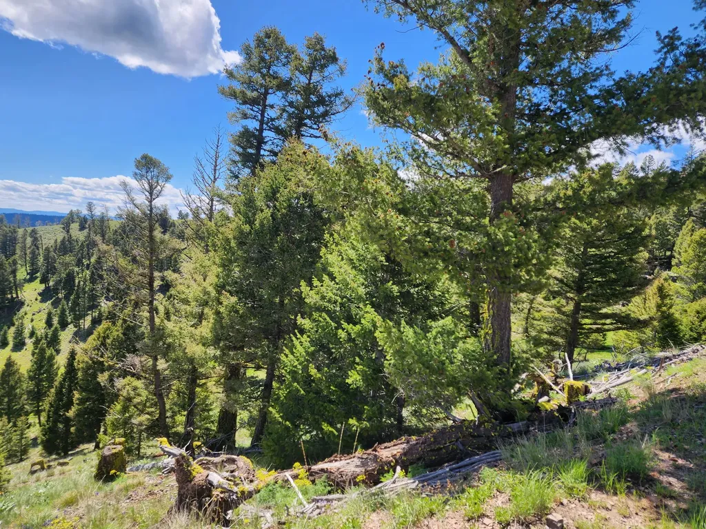 Lot 26 Westridge Road Helmville MT 59843