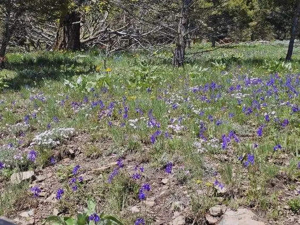 Lot 26 Westridge Road Helmville MT 59843