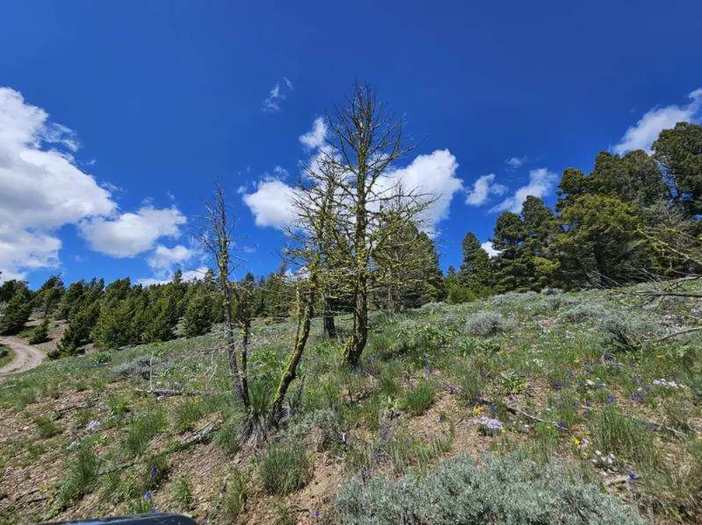 Lot 26 Westridge Road Helmville MT 59843