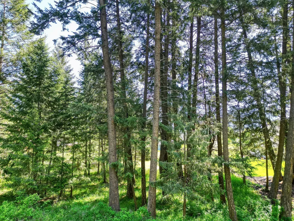 27 Wilson Drive Kalispell MT 59901