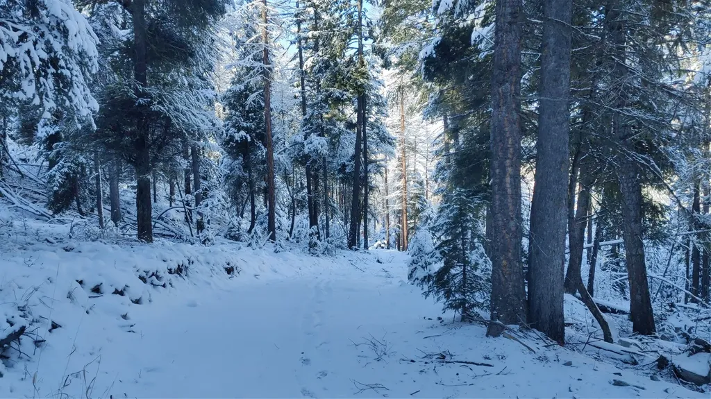 424 Whitebear Road Kila MT 59920