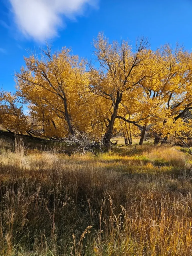 255 Canyon Road White Sulphur Springs MT 59645