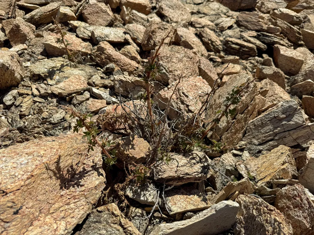 970 Lower Clear Creek Trail Anaconda MT 59711