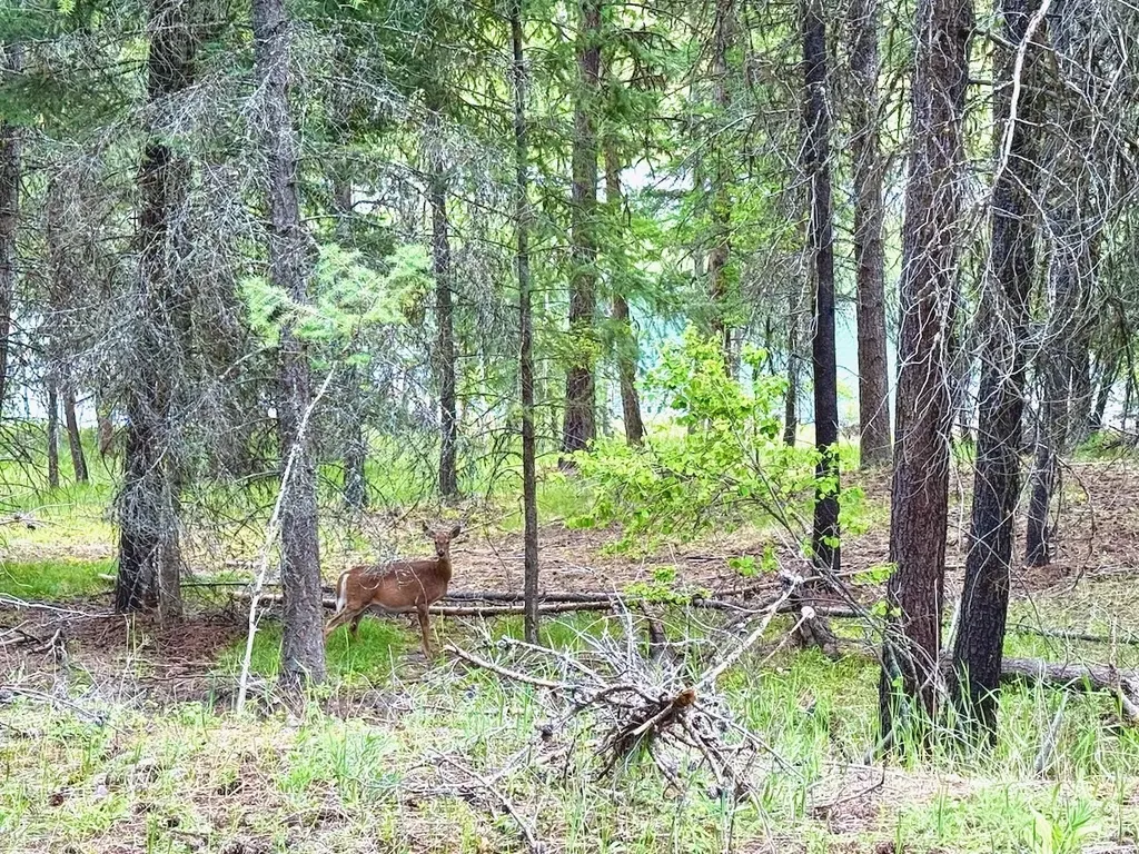 Nhn Crystal Lakes Drive Fortine MT 59918