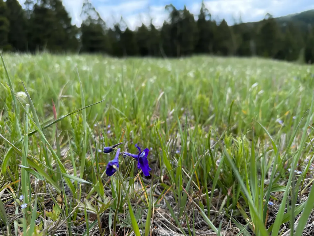 Nhn Hoover Creek Road Helmville MT 59843