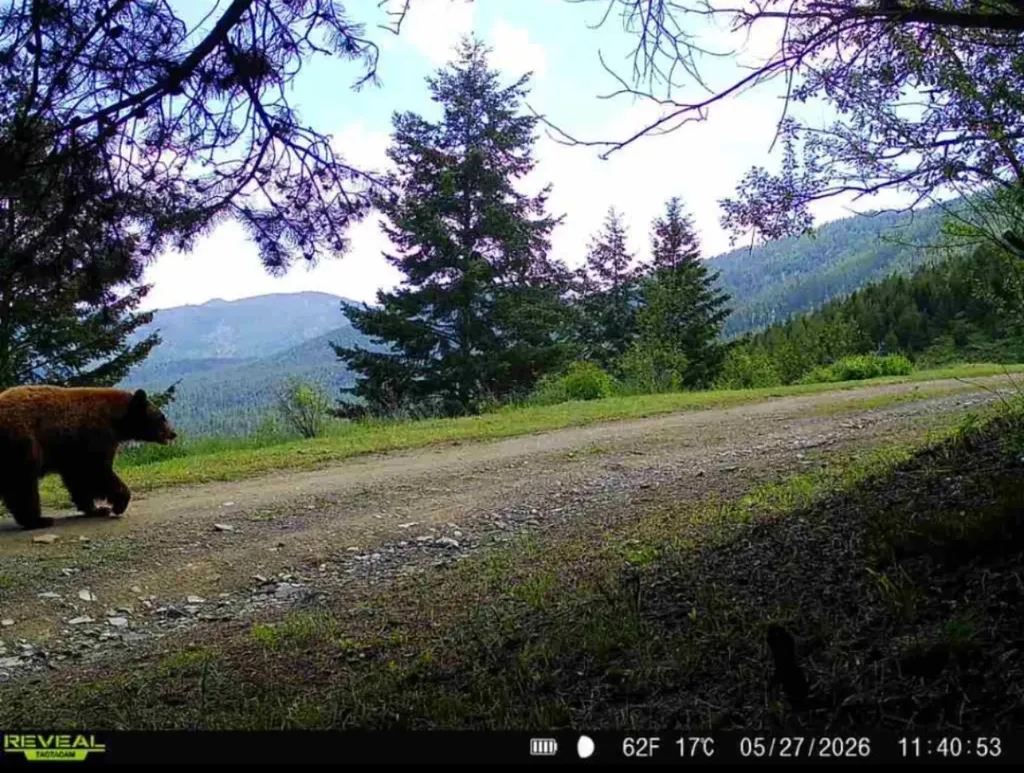 2199 Larch Camp Road Missoula MT 59803