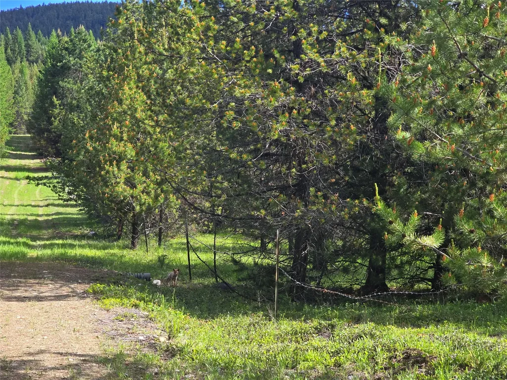 Tbd Yaak River Road Troy MT 59935