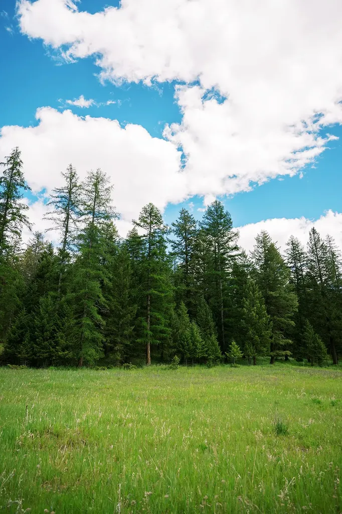 56 Wagon Wheel Road Whitefish MT 59937