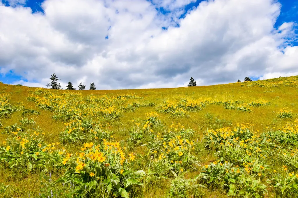 Tract 3 Henry Creek Road Plains MT 59859