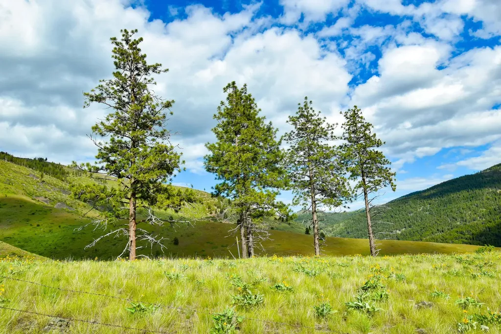 Tract 3 Henry Creek Road Plains MT 59859