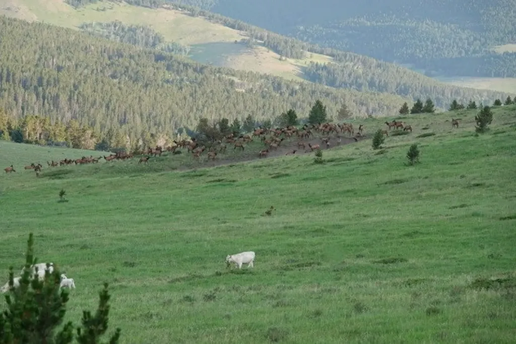 704 Belt Park Road Monarch MT 59463