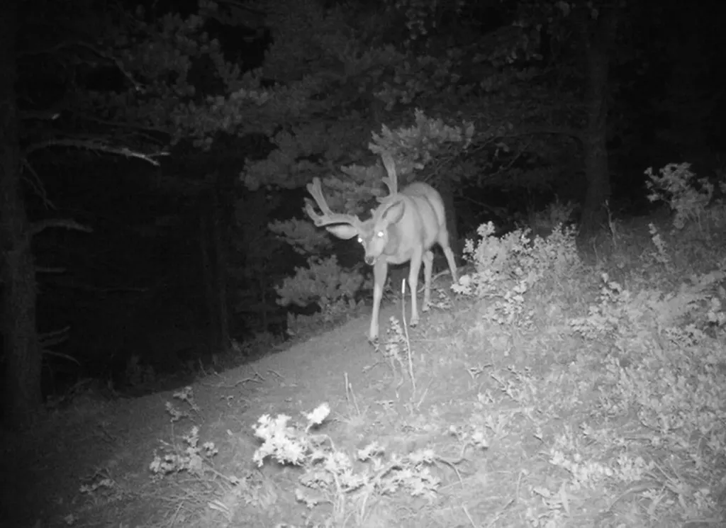 704 Belt Park Road Monarch MT 59463