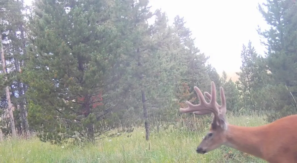 704 Belt Park Road Monarch MT 59463