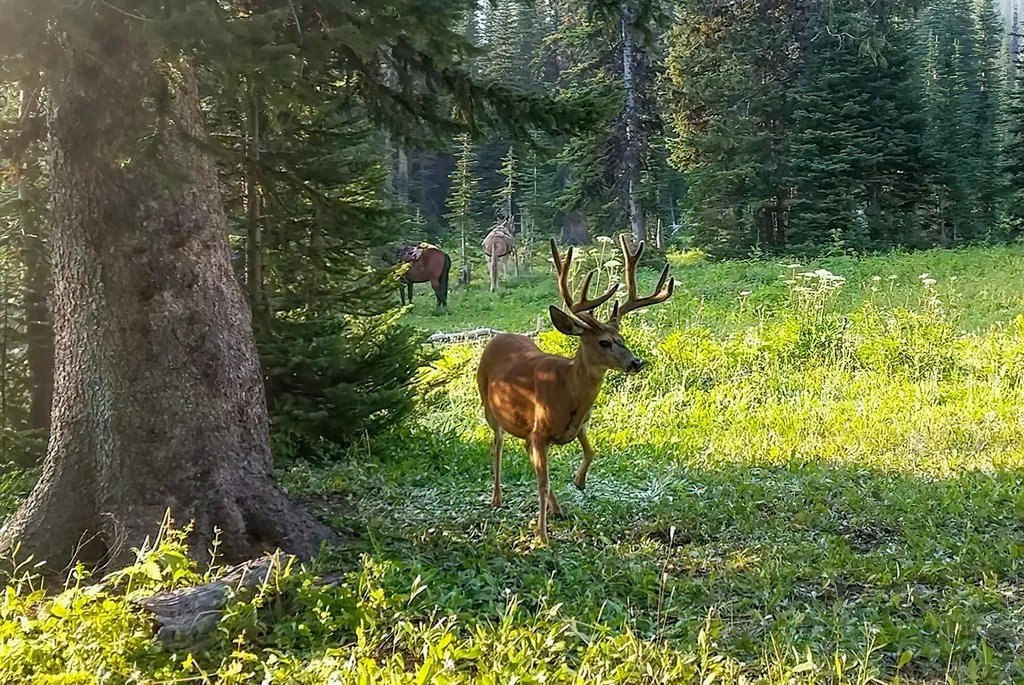 8571 Sun Canyon Lodge Road Augusta MT 59410