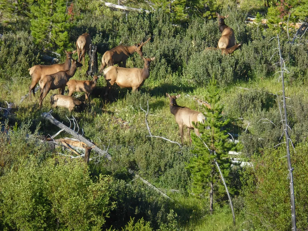 8571 Sun Canyon Lodge Road Augusta MT 59410