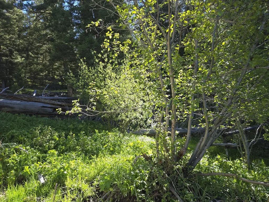 13689 Hoover Creek Road Helmville MT 59843