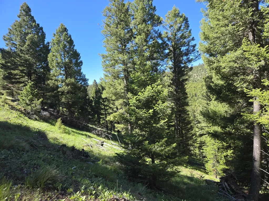 13689 Hoover Creek Road Helmville MT 59843
