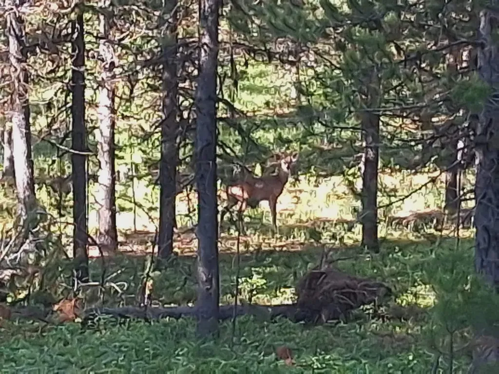 11532 North Fork Road Polebridge MT 59928